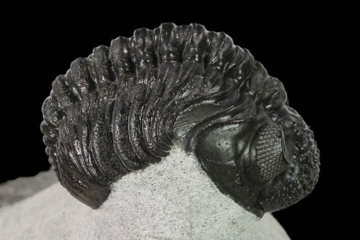 Adrisiops Weugi Trilobite - Recently Described Phacopid #137919